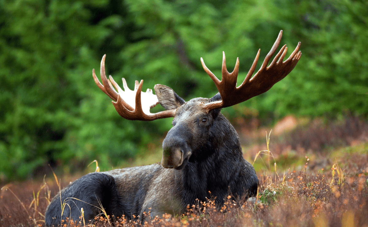 Moose in nature