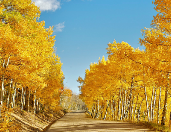 view of Aspen trees in fall along trail.